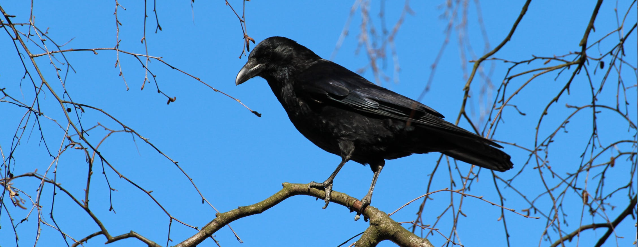Meeuwen verjagen Dieren verjagen