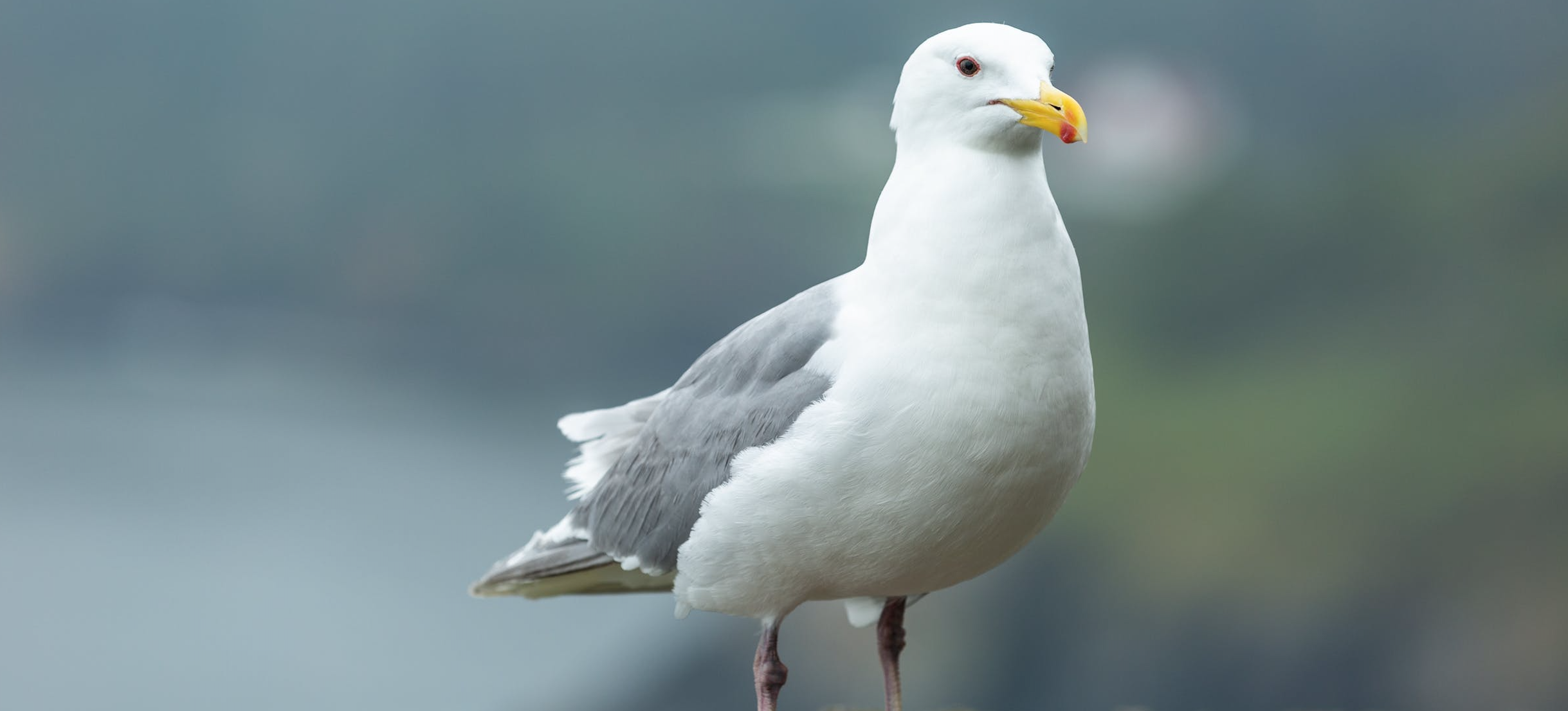 Meeuwen verjagen Dieren verjagen