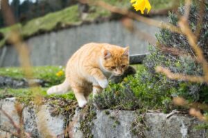 katten verjagen