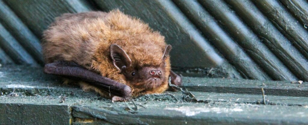 vleermuizen verjagen