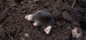 de beste mollenklemmen