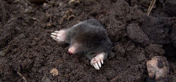 de beste mollenklemmen