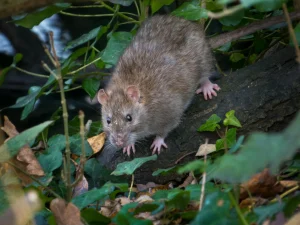 ratten verjagen